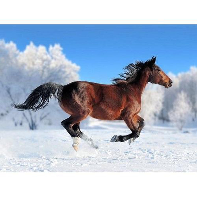 Häst i snö Diamantmålning | Eget foto diamantmålnings | Diamond painting | Fyndiq | Sverige