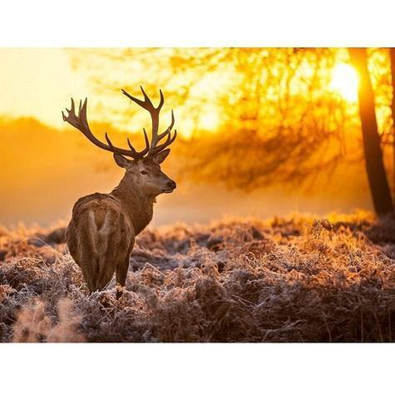 Hjort i gräset Diamantmålning | Eget foto diamantmålnings | Diamond painting | Fyndiq | Sverige