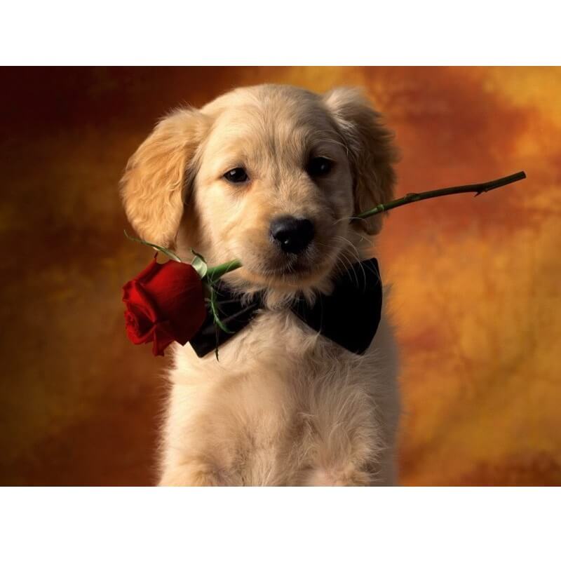 Hond met roos - Schilderen op nummer Diamond painting | Eigen foto | Dieren | Kopen | Dikke dames | Action | Nederland | Steentjes | Diamant | De Diamond Painter