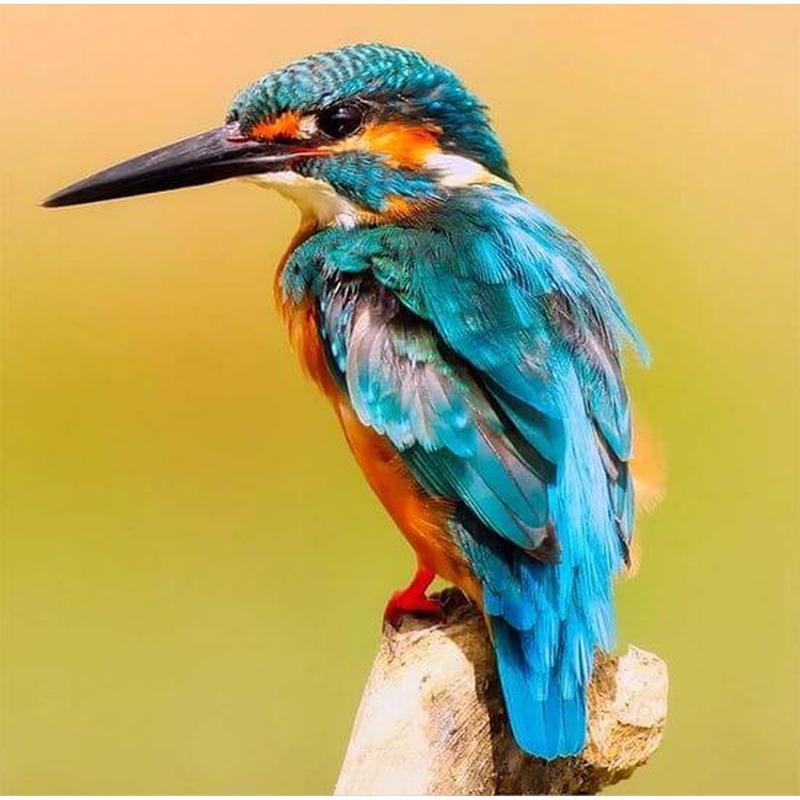 IJsvogel - Schilderen op nummer Diamond painting | Eigen foto | Dieren | Kopen | Dikke dames | Action | Nederland | Steentjes | Diamant | De Diamond Painter