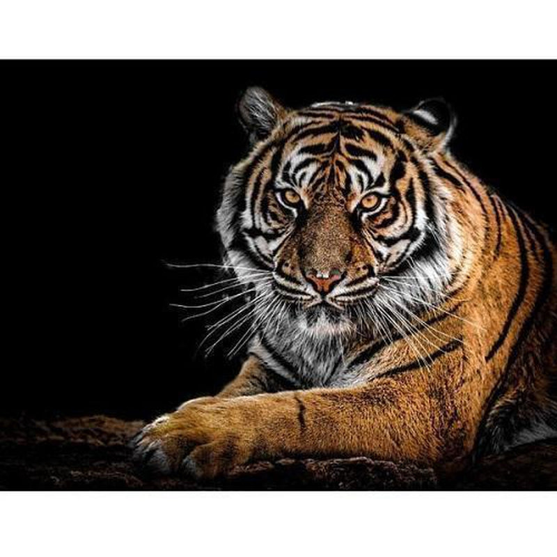 Tiger Diamantmålning | Eget foto diamantmålnings | Diamond painting | Fyndiq | Sverige