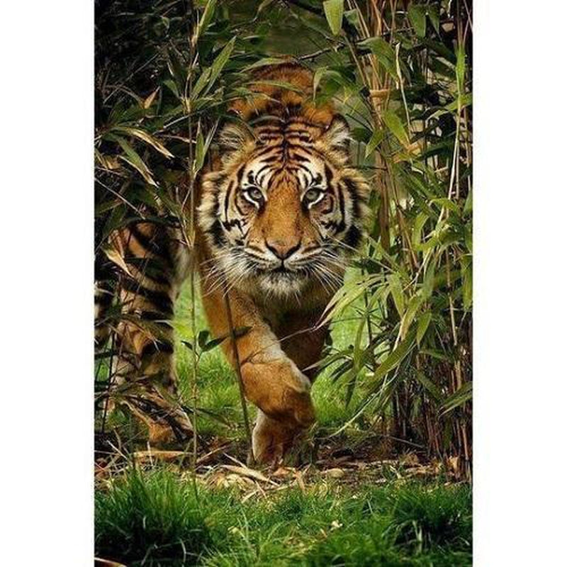 Tiger i djungel Diamantmålning | Eget foto diamantmålnings | Diamond painting | Fyndiq | Sverige
